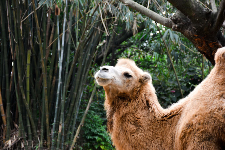 View of bactrian camel by bamboo plant