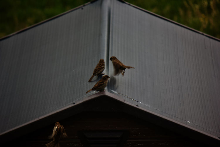 View of bird on roof