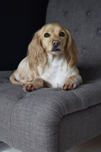 Portrait of dog sitting on sofa against black background