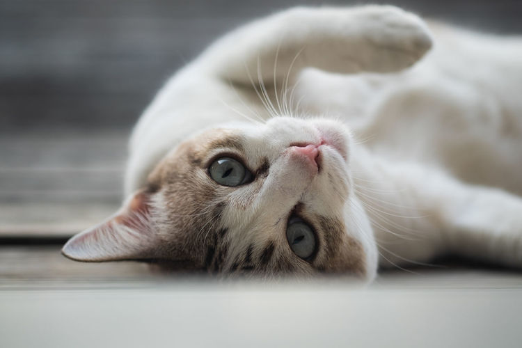 Close-up of cat lying down