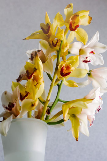 Close-up of white and yellow lilies