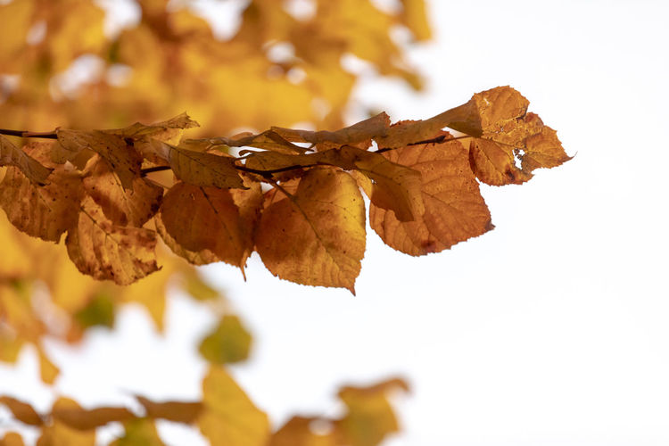 Close-up of dry leaves on tree during autumn