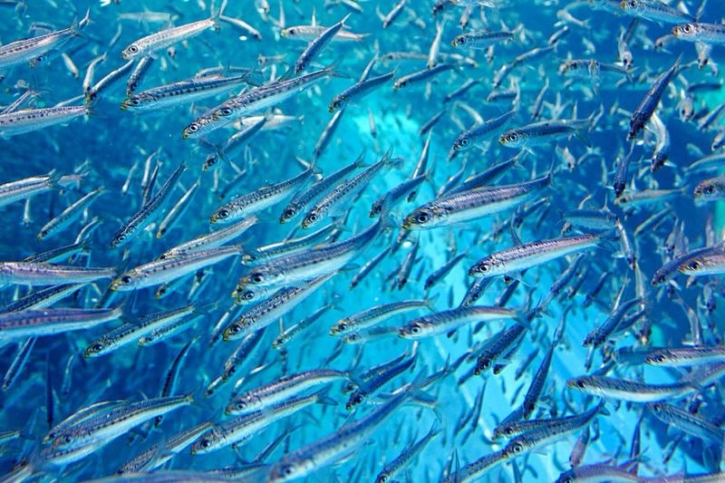 Sardines swimming underwater at aquarium