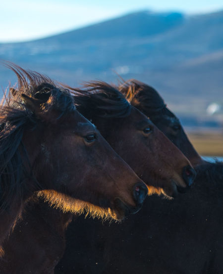 Horses against mountain
