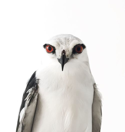 Close-up of a bird over white background