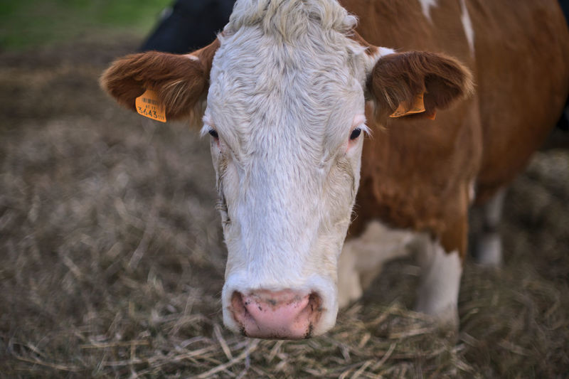 Cow in a field
