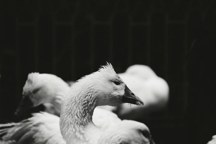 Close-up of geese in zoo
