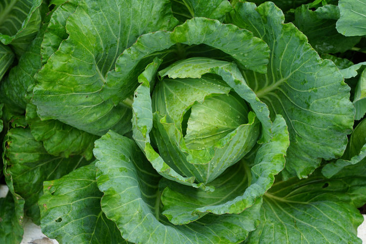 Home grown green cabbage farming, raw and organic non-toxic ingredients, good nutrition