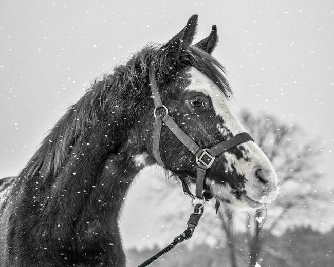 Horse standing outdoors during snowfall