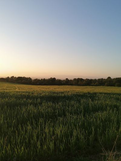 Scenic view of field against clear sky