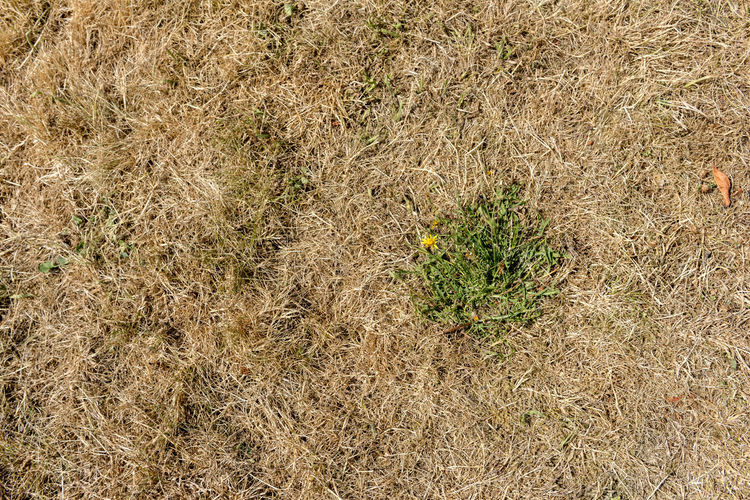 High angle view of plant on field