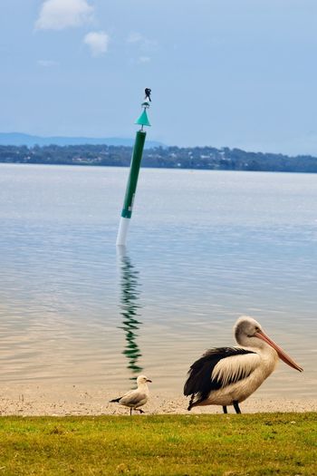 View of bird on the beach