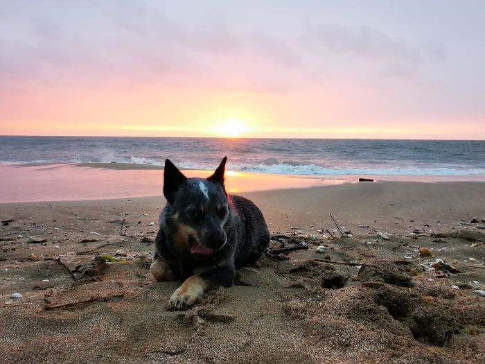 View of dog on beach against sky during sunset