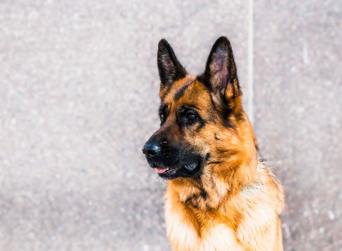 Close-up of a dog looking away