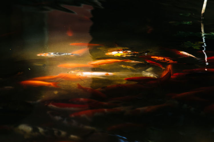 Close-up of koi carps swimming in pond