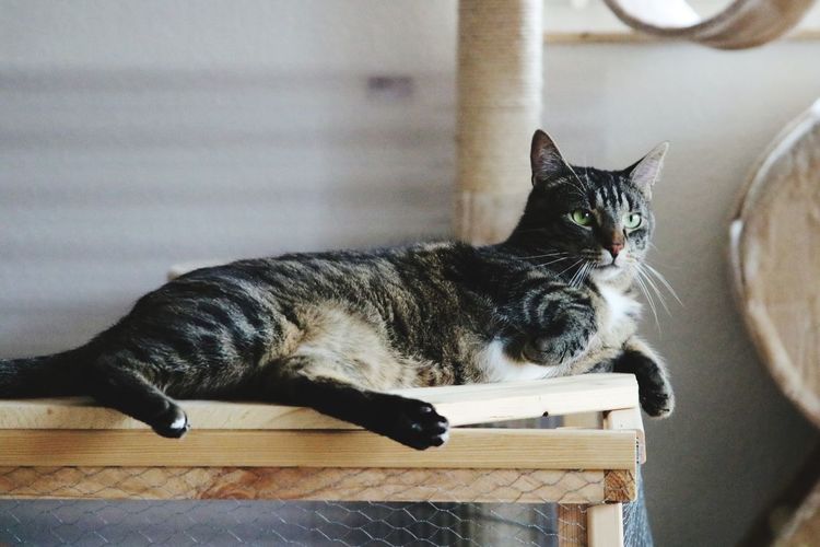 Cat looking away while sitting on wood at home