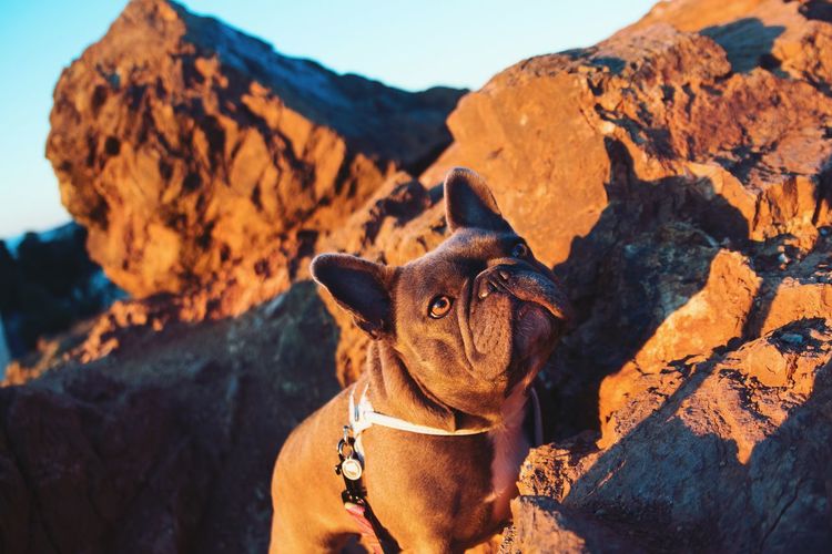 Low angle view of french bulldog on rocky mountain