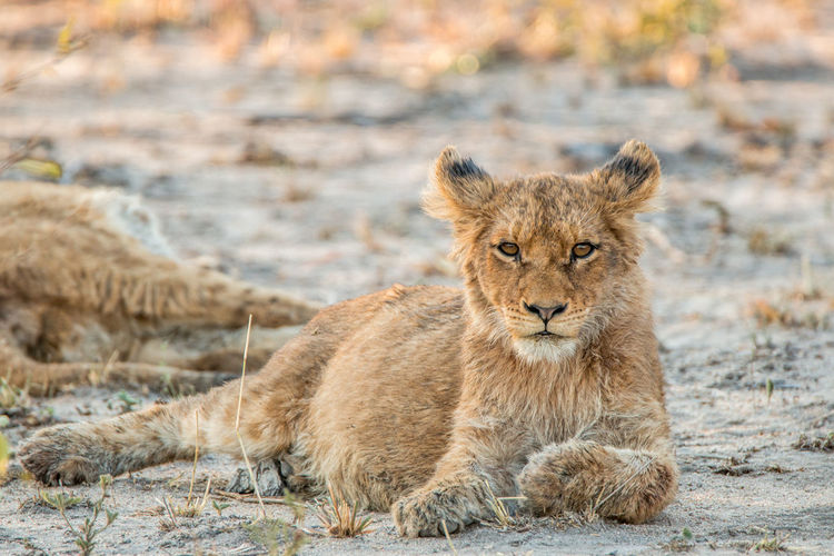 Portrait of lion cub lying in forest