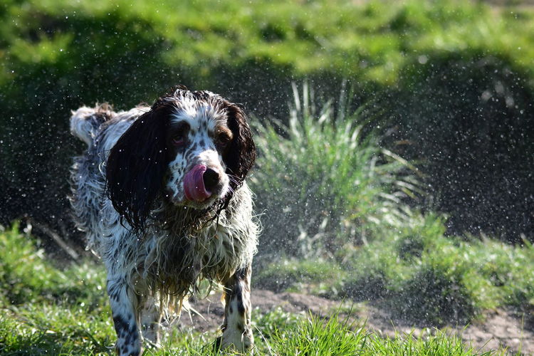 Dog on wet grass