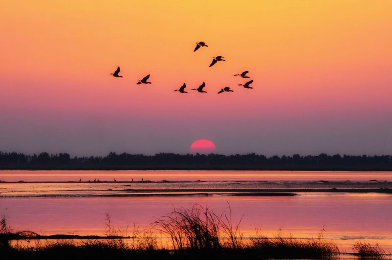 Silhouette birds flying over lake against romantic sky