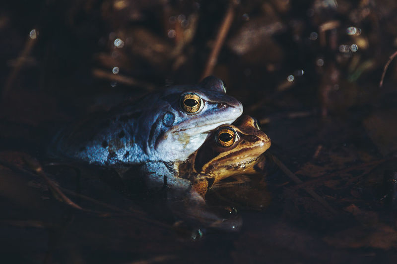 Close-up of mating frogs