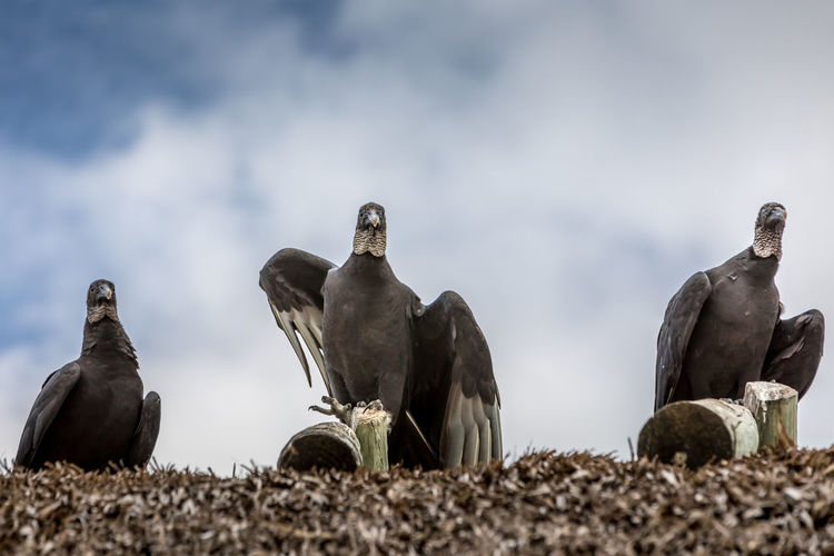 Low angle view of vultures perching on stones against sky