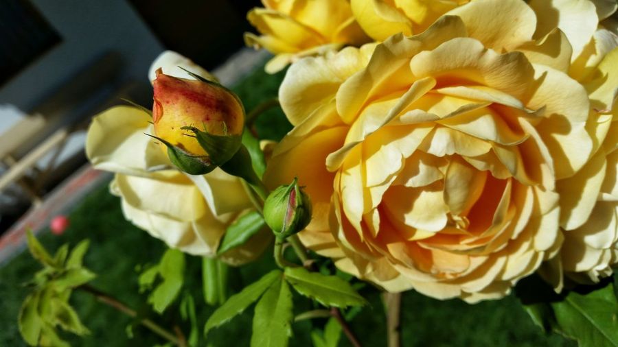 Close-up of yellow rose