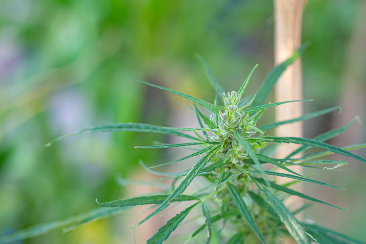 Close-up of marijuana plant growing at outdoors cannabis farm.