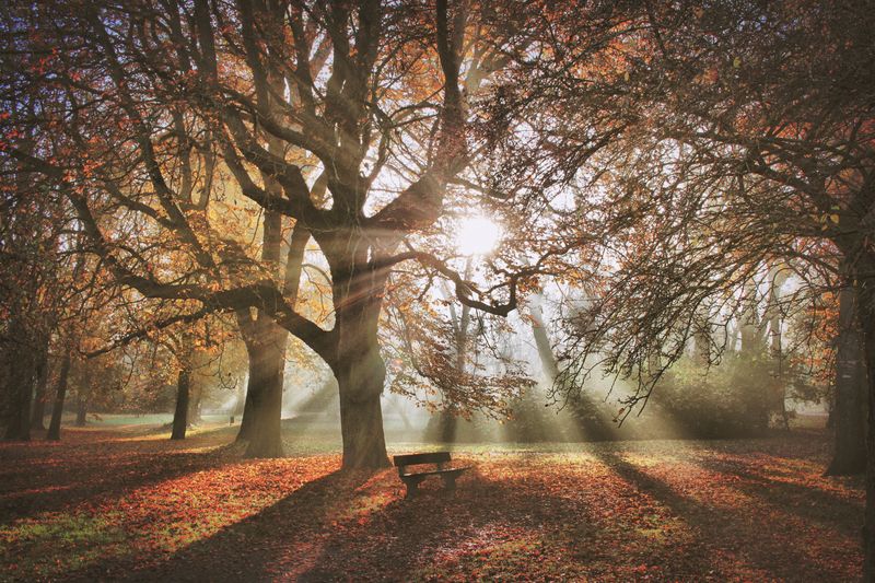 Trees growing at park during autumn on sunny day