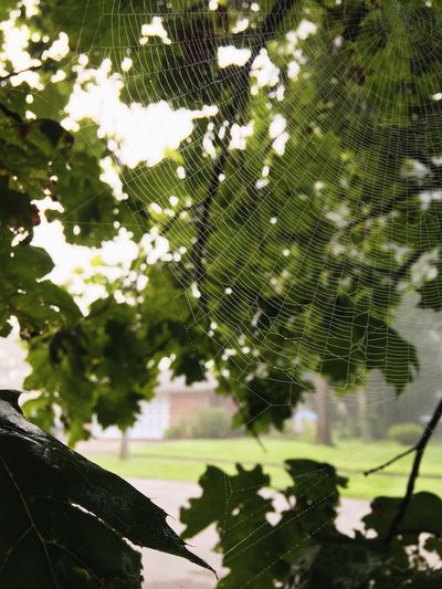 Close-up of wet spider web on tree