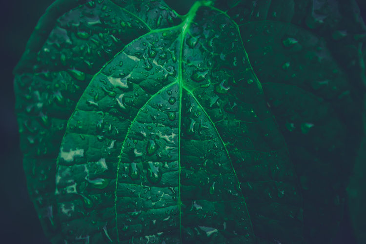 Close-up of raindrops on leaf