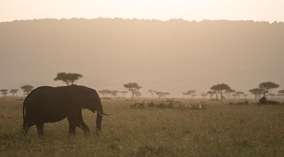 Side view of elephant walking on grassy field