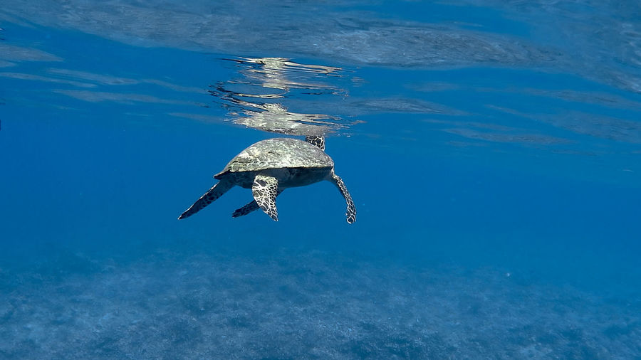 Hawksbill sea turtle at apo reef coral garden