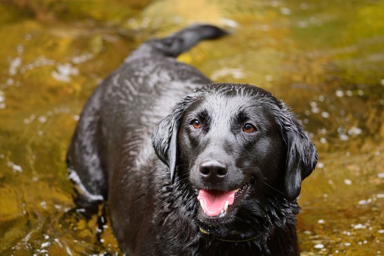 High angle portrait of black dog in lake