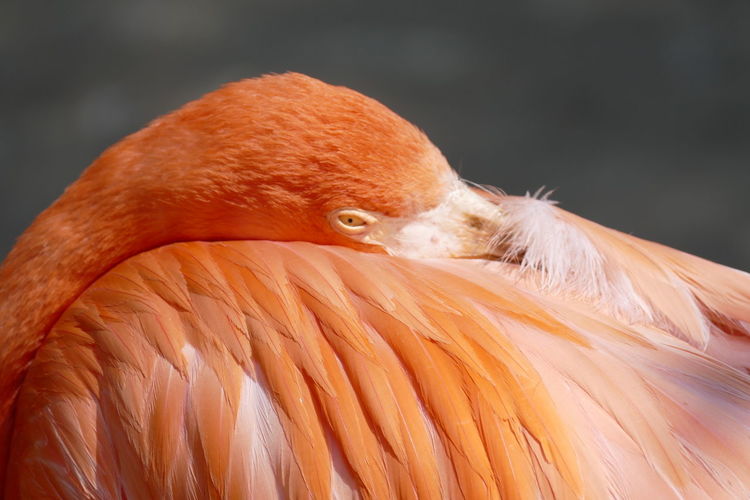 Close-up of a sleeping flamingo 