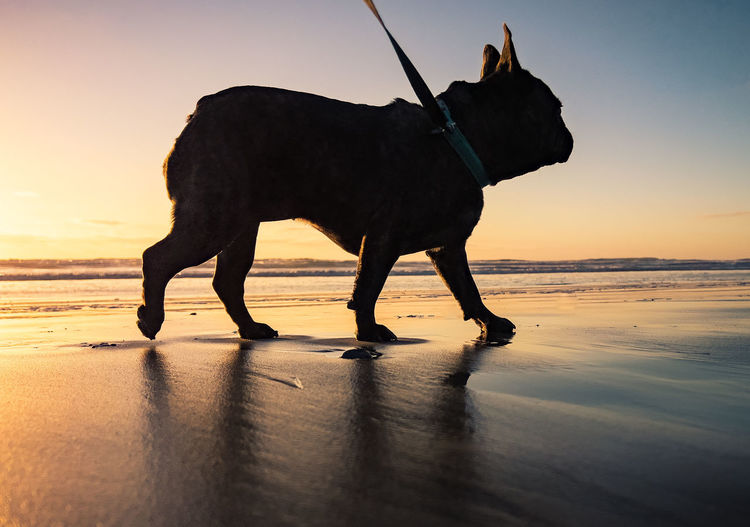 Silhouette dog running on beach