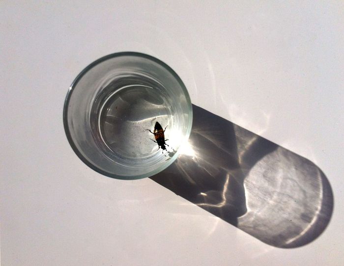 Directly above shot of beetle in glass water