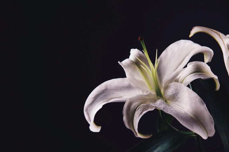 Close-up of white flower over black background