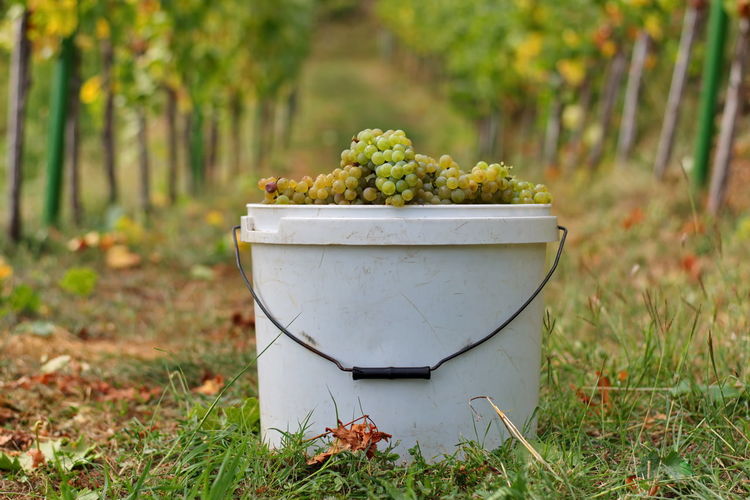 Bucket full of grapes in vineyard
