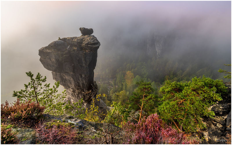 Plants on rock against sky