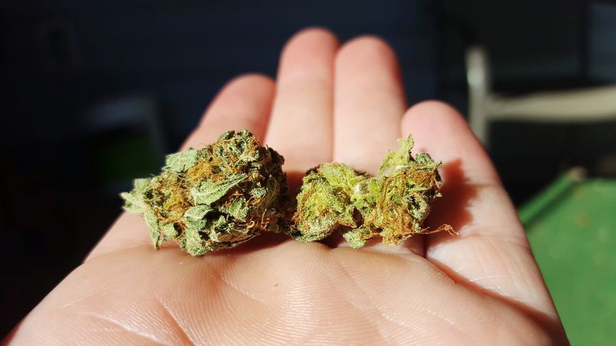 Close-up of hand holding marijuana