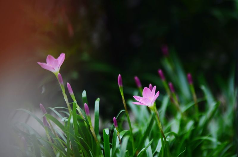 Close-up of pink crocus flowers growing on field