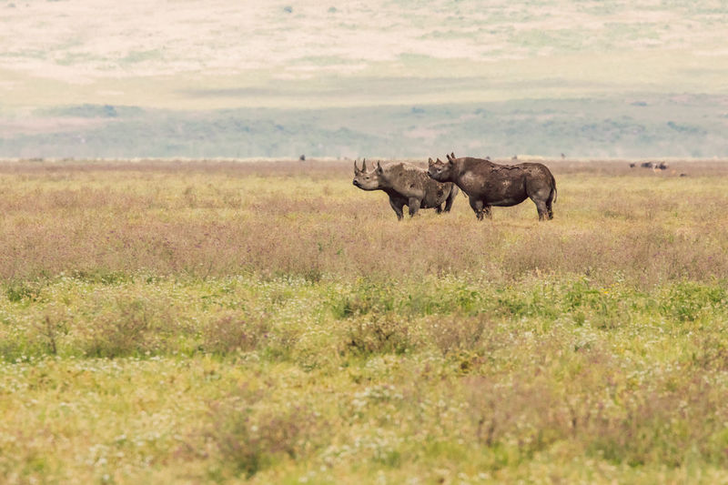 Horse grazing on field