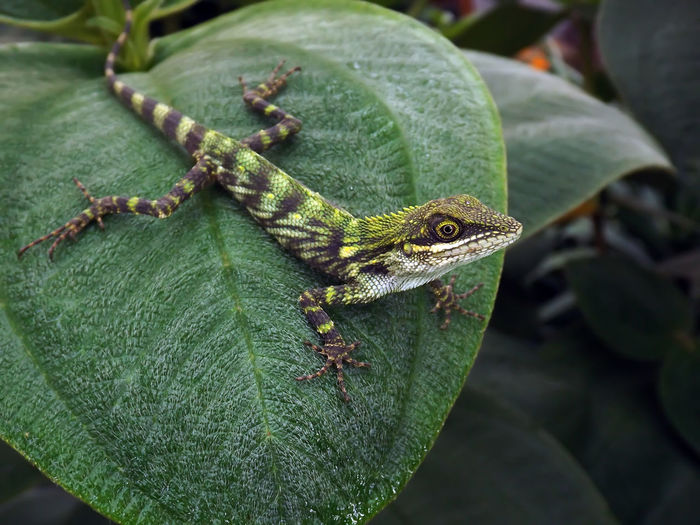 Close-up of lizard on leaves