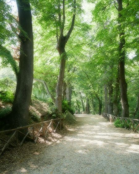 Dirt road amidst trees in forest