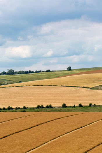 A summer patchwork landscape in the south downs in sussex