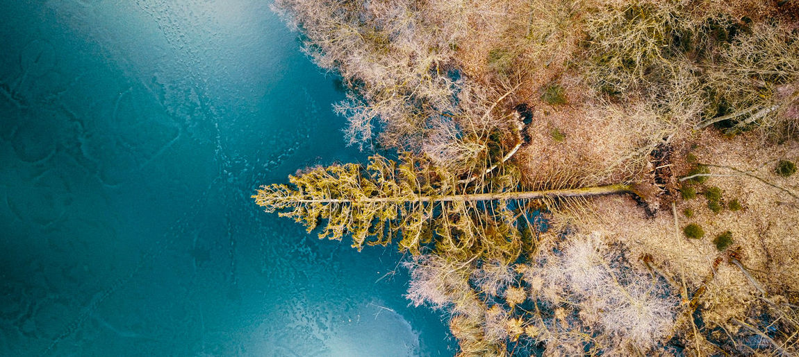 High angle view of fallen tree by lake