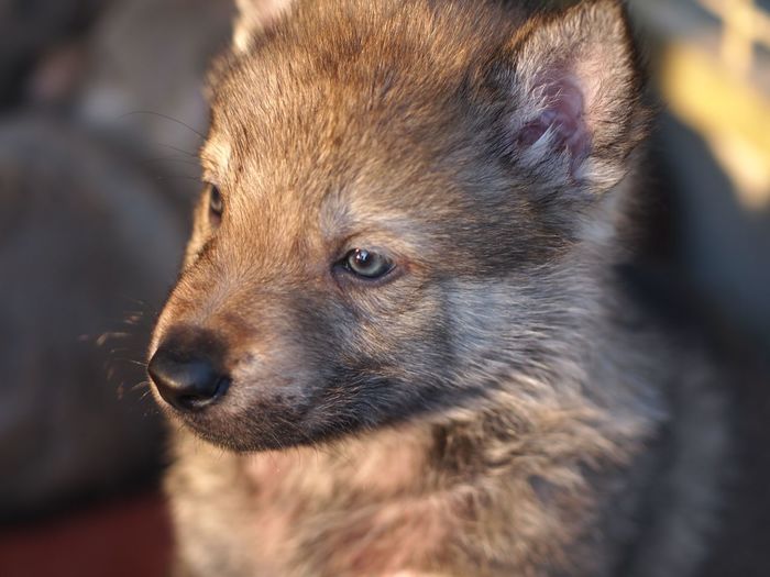 Close-up of wolfdog puppy looking away