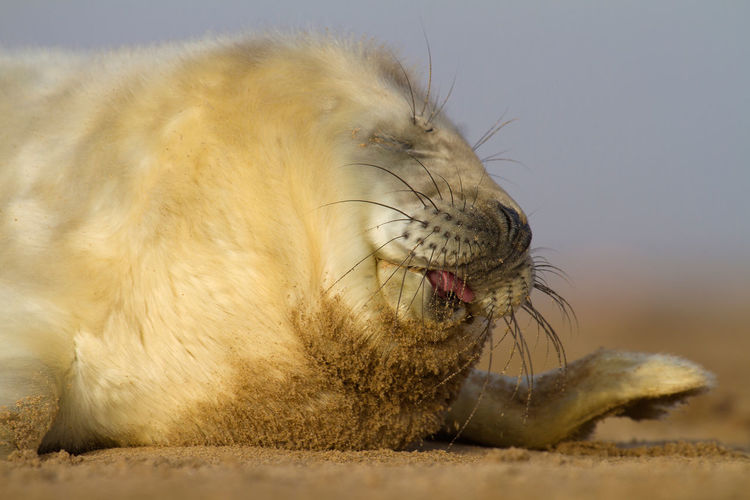 Close-up of seal relaxing on sandy beach