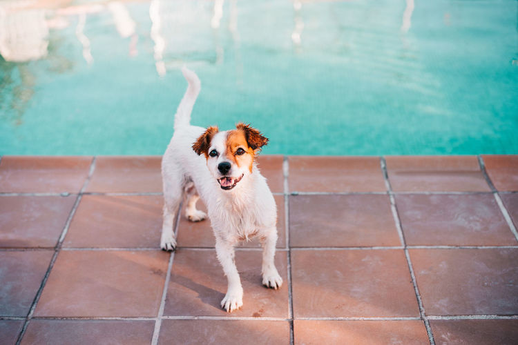 Portrait of cute jack russell dog smiling outdoors sitting by the pool, summer time